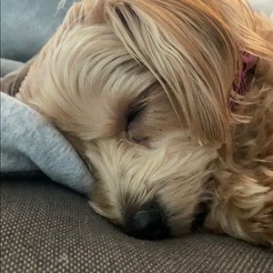 Meet your Posher, Camryn